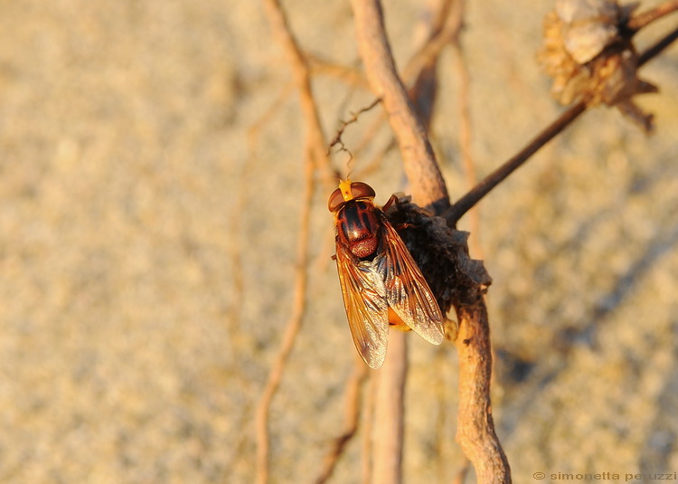 Volucella zonaria